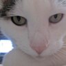 RNA's profile picture
