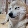 AI 的头像