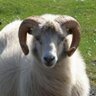 Retzep Akkots's profile picture