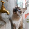Lachaquina profil fotoğrafı