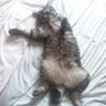 サト profil fotoğrafı