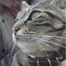 Profilbild von Alphonse Van Pelt（猫）