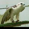 الشامخ's profile picture