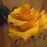 Lucia Labiano's profile picture