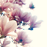 Profilbild von drops of perfume