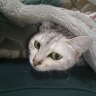 ねんちん profil fotoğrafı