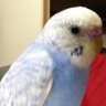 ふくた profil fotoğrafı