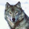 Old_gray_wolf's profile picture