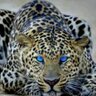 السبع profil fotoğrafı