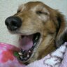 なすビーム's profile picture