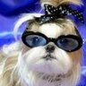 Pipsy's profile picture