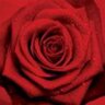 MaryScarlett2u's profile picture