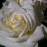 Silvia M. Quintero's profile picture