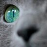 Tere profil fotoğrafı