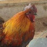 Chrpollo's profile picture