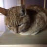 ナカジ☆いちごみるく 的头像