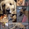Фото профиля el perro callejero