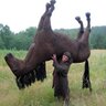 Big Horse's profile picture