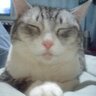 passista-k@保証人制度をやめろ!'s profile picture