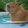 Leonardo Q's profile picture