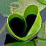 greenhearts's profile picture
