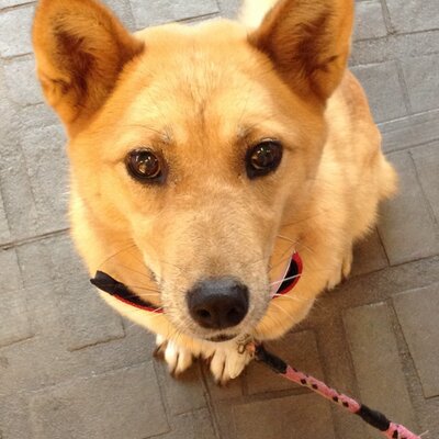 ルーさんと猫先輩から貰う幸せ♡'s profile picture