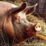 Profilbild von Dr.Swine