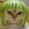 Gato Melón al habla - Sí, digo miau's profile picture