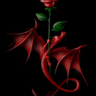Фото профиля 🐉Drachenrose🌹