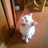 青のクマハチS🐈's profile picture