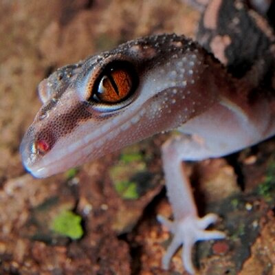 ぺんどら's profile picture
