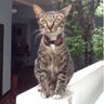 Khao Klong profil fotoğrafı