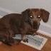 doxietrek's profile picture