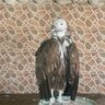 Azher Al Busaidi 的头像