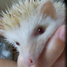 Фото профиля 貝殻押し付けハリー🦪🦔
