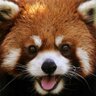 Firefox profil fotoğrafı