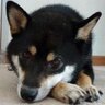 つっかん's profile picture