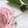 Profilbild von فاطمة العبود