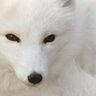 Fox 的头像