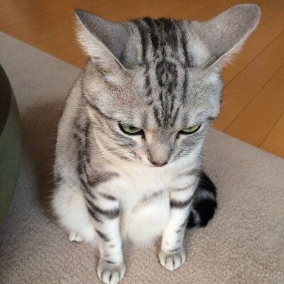 みふゆ(三冬)'s profile picture