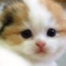 Profilbild von カノン