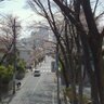 桜坂 的头像