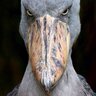 MonChus's profile picture
