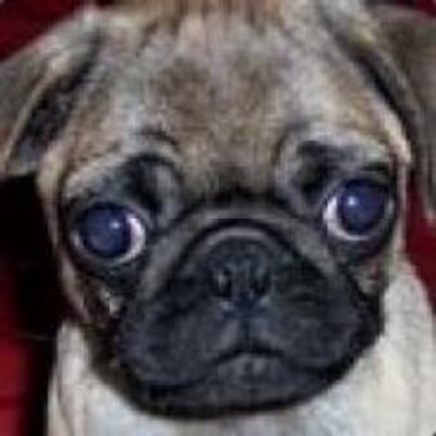 baggypantsman's profile picture