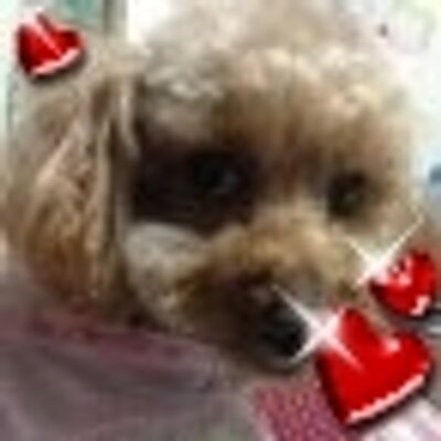 三日坊主's profile picture