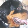 k9lifeline2's profile picture