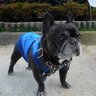 Akira's profile picture