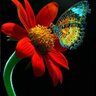 Profilbild von papillon