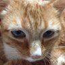 Profilbild von NewMeCat24