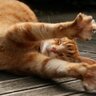 DDH profil fotoğrafı